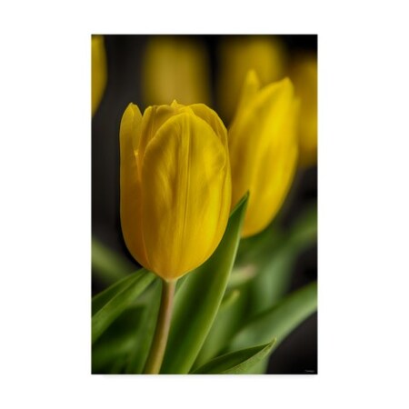 Gordon Semmens 'Yellow Tulips 2' Canvas Art,30x47